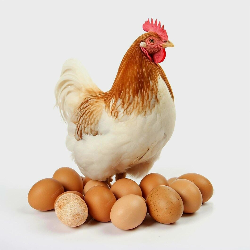 egg egg