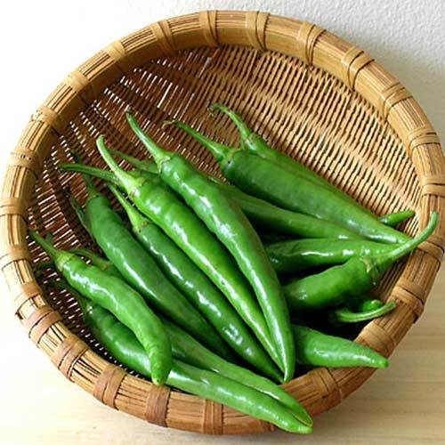 g 4 chilli g 4 chilli
