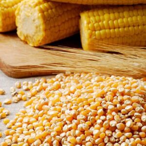 yellow maize corn