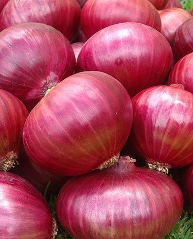 onion onion